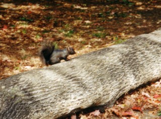 squirrel.jpg